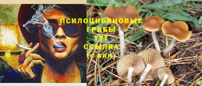 Галлюциногенные грибы Psilocybine cubensis  Азов 